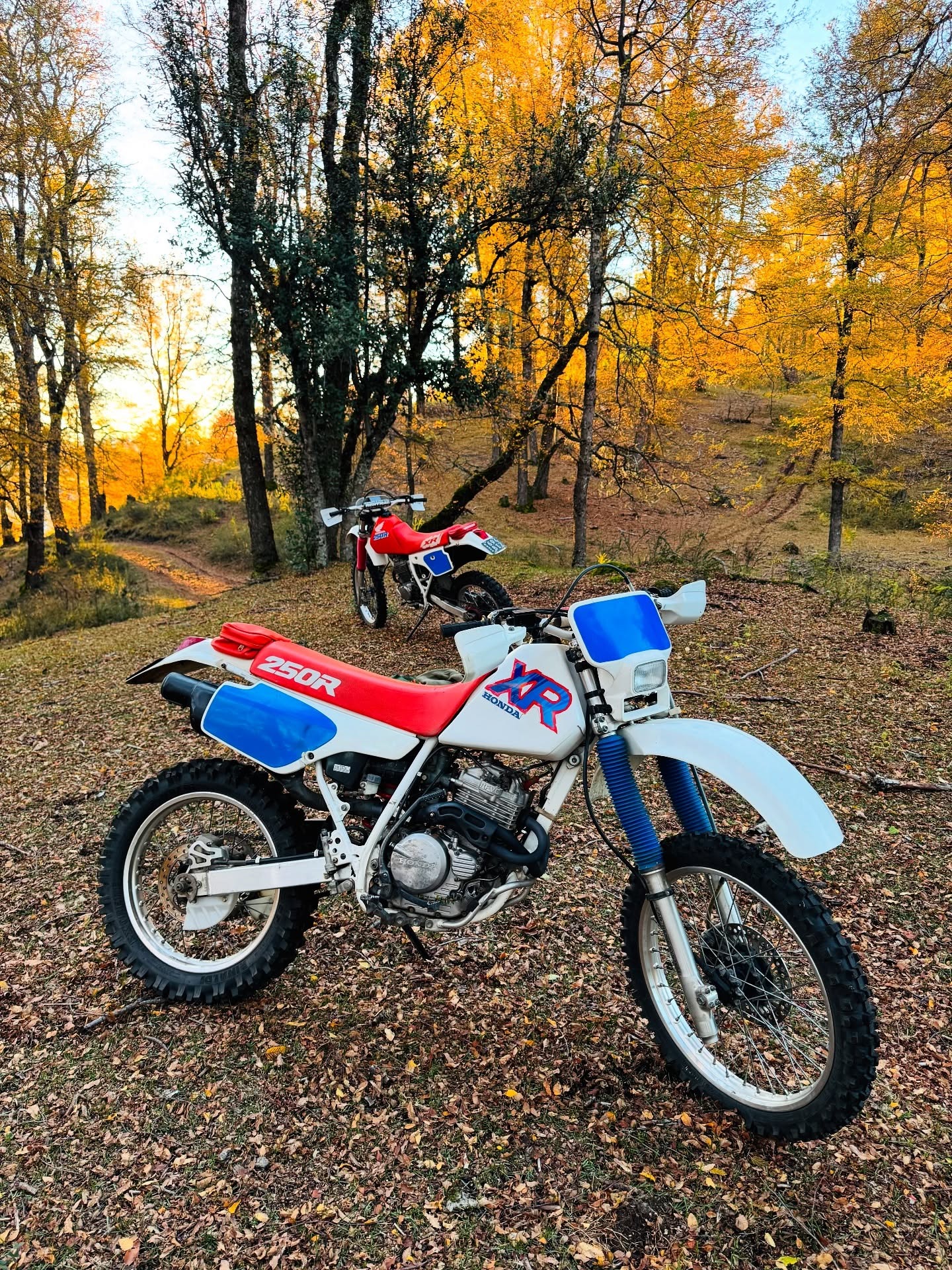Honda XR250R clásicas blancas y rojas en bosque otoñal